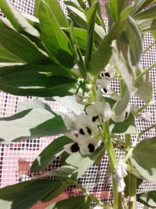 habas flor unhuertoenmibalcon