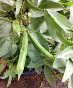 habas fruto unhuertoenmibalcon