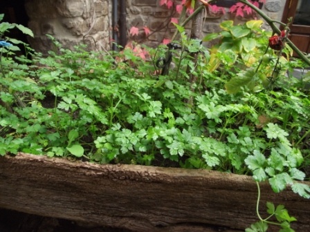 Perejil Un Cultivo Para Todo El Ano Un Huerto En Mi Balcon