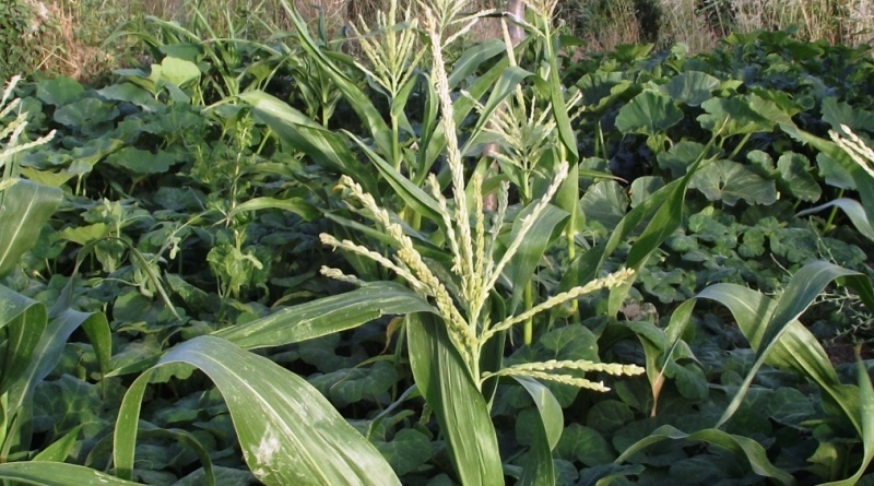 Asociacion de cultivos maiz judias calabaza