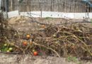 7 trucos infalibles para cultivar tomates hasta el invierno