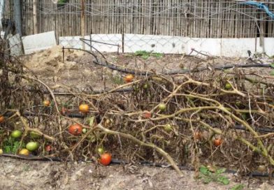 7 trucos infalibles para cultivar tomates hasta el invierno