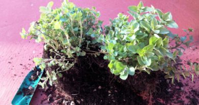 como plantar oregano