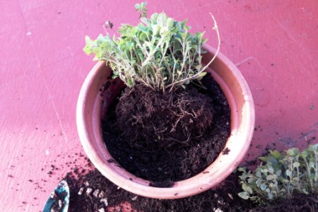 cuidados del oregano en maceta