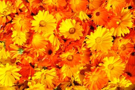 calendulas huerto jardin