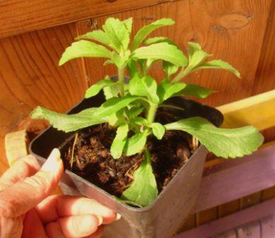 cultivo de stevia