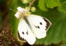 mariposa blanca de la col