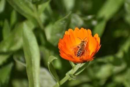 calendula y abeja