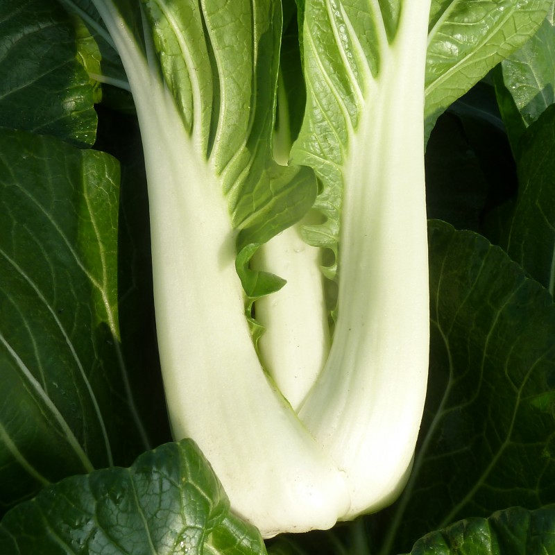 pak choi