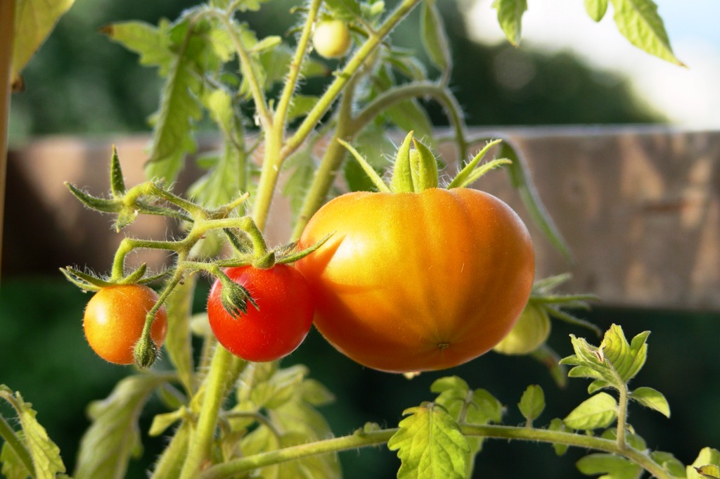como plantar tomatse